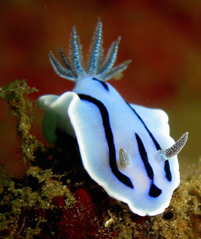 Illustration for article titled Striking Photographs Of Sea Slugs Expose The Alien World Under the Sea